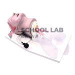 Adult,airway trainer